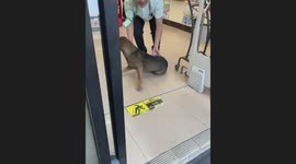 Stray dog 'stealing air con' to cool off is kicked out of supermarket