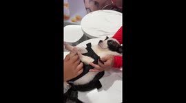 Sleepy puppy naps while being strapped into carrier