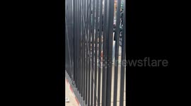 US: Eagles Fan Caught With Roasting Pig In Shopping Cart At NFC Championship Game