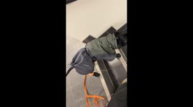 Staffy Masters The Stairs Like a Pro