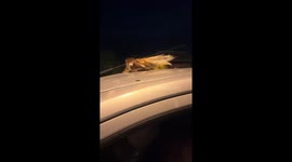 Roosters hitch a ride on the roof of moving car