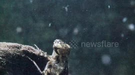 Efficient and Deadly: Dragonfly Nymph Hunts