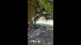 Man Sleeps On Mattress Tied To Tree Branch