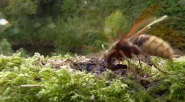 Close Look At A European Hornet
