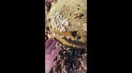 Rare footage shows dozens of octopus eggs hatching