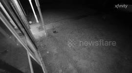 Dog steals neighbour's food order off porch