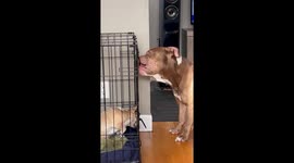 American Bully Opens Cage for his Dog Friend