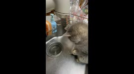 Kitten Confounded By Dripping Water