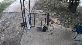 Two Dogs Steal Another Dog
