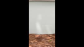Opossum Mom Squeezes Under Building With Her Babies