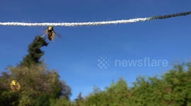 Acrobatic Yellow Jackets Feed On Rope