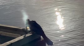 Moment brazen heron steals catch of cormorant stunning Florida man