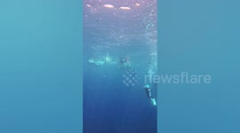 Whale shark floats over to scuba divers off Thai coast