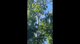 Stranded kitten on top of tree climbs down safely with encouraging cheers from owner
