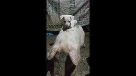 Playful pet puppy gets a piggyback on top of farmyard friend
