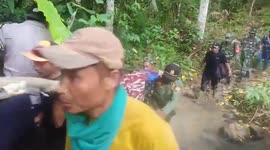 Coffee farmer, 28, killed by wild tiger while harvesting beans in Indonesia