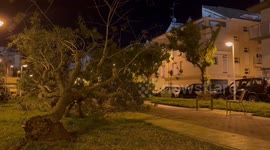Spain: Gusts of wind caused a tree to fall in Alboraia (Valencia)