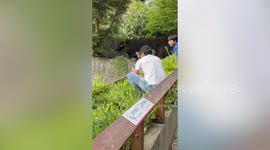 Reckless tourist climbs inside HYENA enclosure at zoo