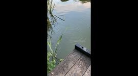 Fishing fail: Little boy takes a fall while fishing with brother