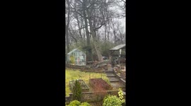 Ferocious winds of Storm Éowyn bring down a giant tree in back garden