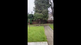 Glasgow, Scotland: Dramatic visual of ferocious winds of Storm Éowyn toppling old tree