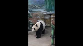 Tianjin Zoo prepares special festival meal for giant panda Xi Le