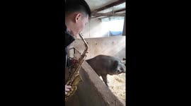 Louis Ham-strong! Pig loves to have saxophone jazz played on farm