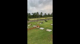 Loyal pet dog curls up and sleeps on owner's gravestone