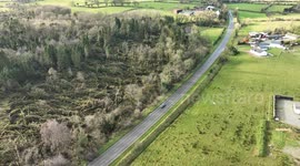 Drone footage reveals hundreds of uprooted trees in Northern Ireland following Storm Eowyn