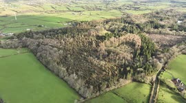 Devastating Tree Damage From Storm Éowyn At Scenic N. Ireland Forest - Clip 3