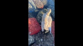 Clam clutches seagull’s toe until a quick-thinking rescue saves the day
