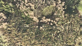 Overhead View of Significant Storm Damage With Hundreds Of Trees Flattened - Drumanor Forest, Cookstown, N. Ireland
