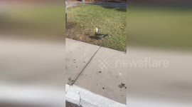 US: Hillsborough Deputies Rescue Ducklings from Sewer Drain in Quack-Tastic Mission