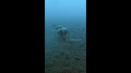 Octopus Runs Off With Coconut Shell