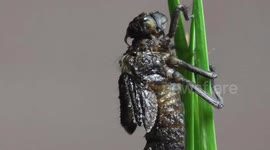 Dragonfly Larva Metamorphosis Time-Lapse