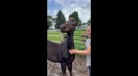 Colt Loves A Good Scratch