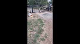 Couple Work To Save Fawn Rubbed Raw By Gate