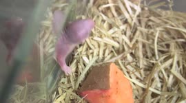 Austria: Naked Blind and Wrinkled Offspring of Schönbrunn Naked Mole Rats Born