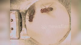 US: Fruit Fly Courtship Song Could Hold Key to Limiting Mosquito Populations