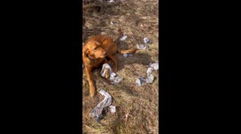 Dog Has Been Stealing Dad's Socks