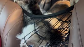Shih Tzu Smushes Face Through Mesh Barrier for Treat