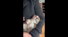 Tiny Talking Corgi Puppy