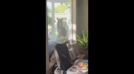 Horse Tries to Tell Her Human It's Dinnertime
