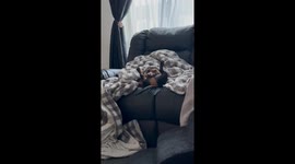 Silly Sausage Dogs Nap Together