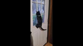 Curious Kitty Welcome Party