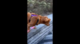 Wind Steals Dog Toy