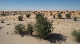 Chinese expert dedicated to husbandry development in Mauritania