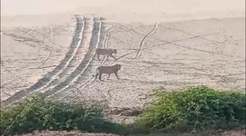 Lions Enjoy a Stroll at the Beach: Majestic Sight at Una's Ahmedpur Mandvi Beach!