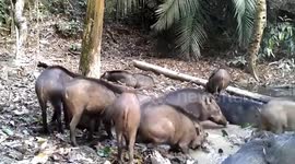 Sounder of wild boars seen enjoying baths in forest in Thailand