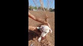 Puppy tangled in goal net rescued in Myanmar